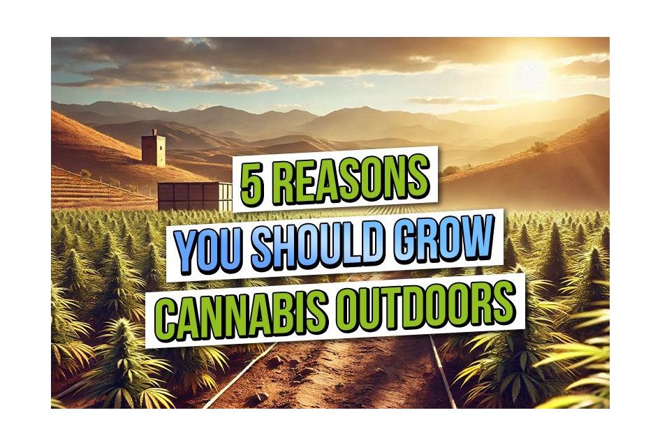 A scenic outdoor cannabis farm with lush green plants under a golden sunset, highlighting the benefits of growing cannabis outdoors.