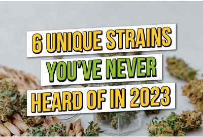 Six Unique Cannabis Strains You've Probably Never Heard Of