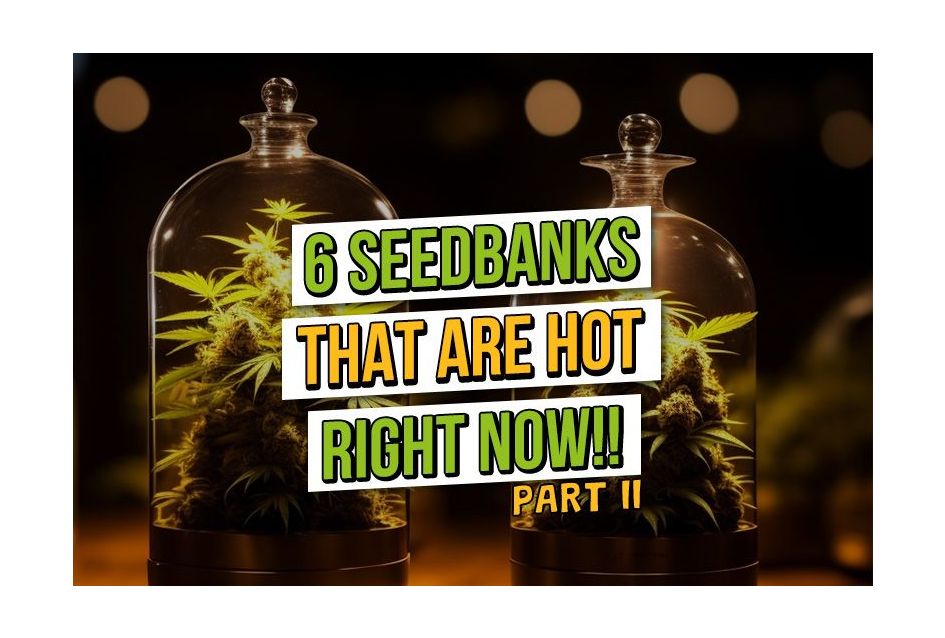 Six More of the Hottest Seedbanks right now