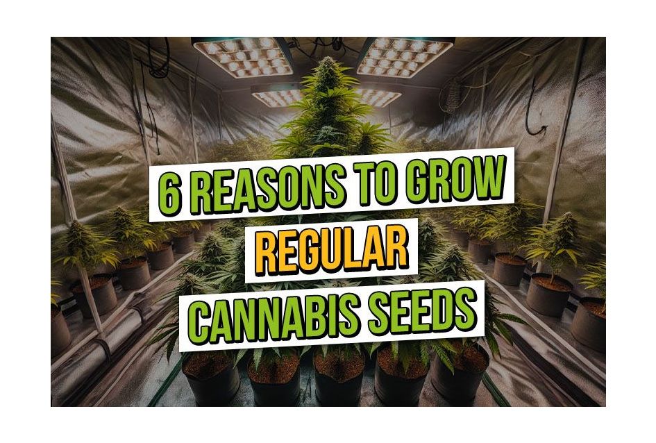 6 Reasons to Grow Regular Cannabis Seeds