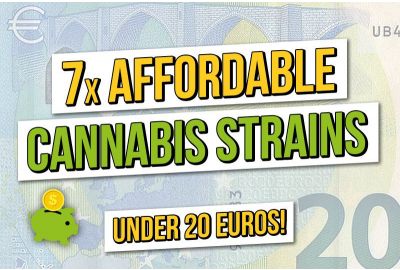 Top 7 Best Cannabis Seeds for 20 euros or less