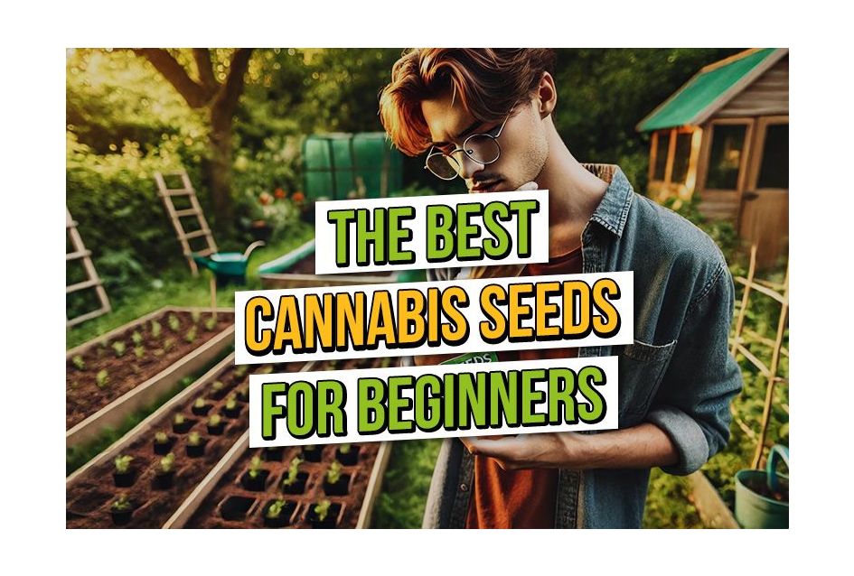 Best Cannabis Seeds for Beginners