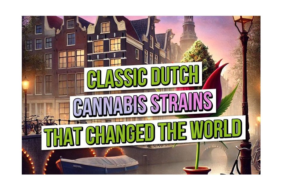 Classic Dutch Cannabis Strains That Changed the World