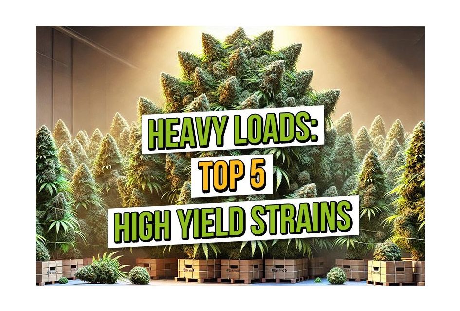 Heavy Load: 5 High Yielding Cannabis Strains 