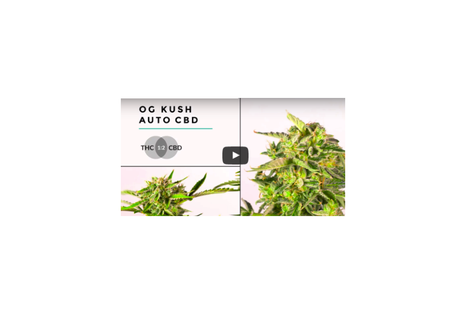 OG Kush Autoflowering CBD from Dinafem
