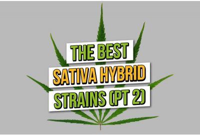 Best Sativa Hybrid Cannabis Seeds 2023 (Part Two)