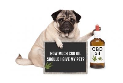 How much CBD should I give my pet?