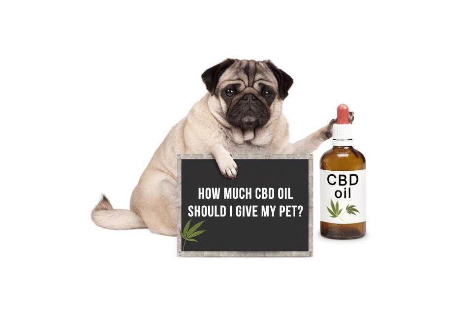 How much CBD should I give my pet?
