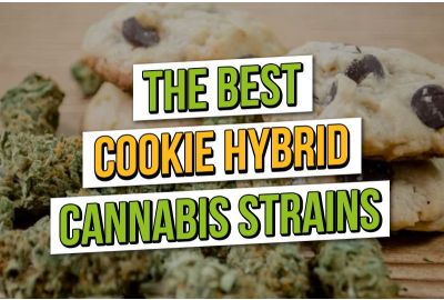 The Best Cookie Hybrids: ASC Top 4 Cookie Cannabis Strains