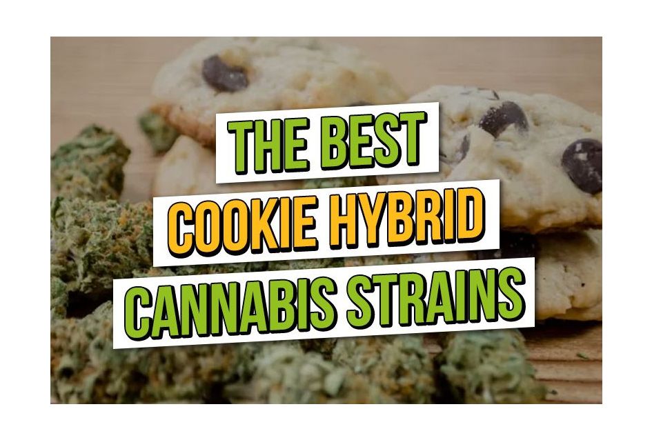 The Best Cookie Hybrids: ASC Top 4 Cookie Cannabis Strains