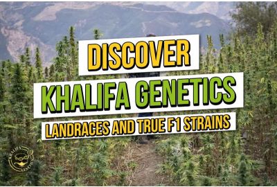 Discover Khalifa Genetics: Landrace Cannabis and True F1 Genetics