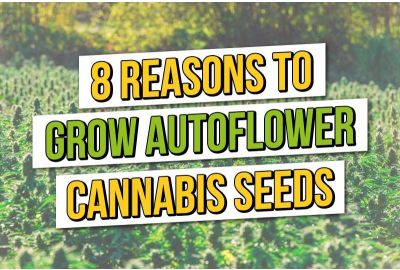 8 Reasons to grow autoflowering cannabis seeds in 2023