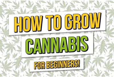 The beginner guide on how to grow cannabis