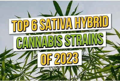 Image for Top 6 sativa hybrid cannabis strains 2023