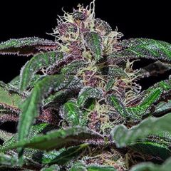 Ayahuasca Purple - 5 pack