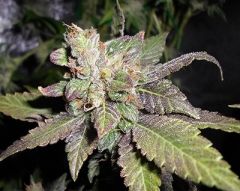 lemon-sherbert-pheno-finders-amsterdam-seed-center