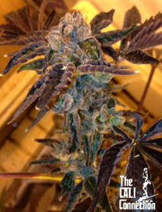 LA Cookies - 6 pack