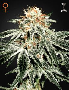 white-widow-fem-5pack-green-house