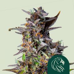 Watermelon Auto