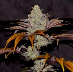 Cherry Cookie Breath - 11-pack