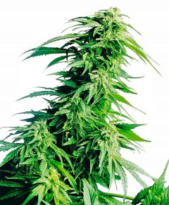 hindu-kush-regular-10pack-sensi-seeds-amsterdam-seed-center