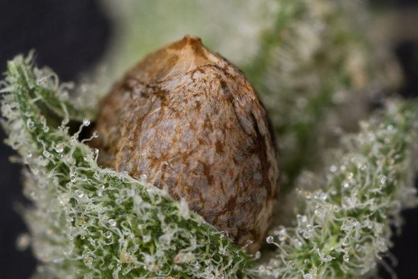 cannabis-pollination