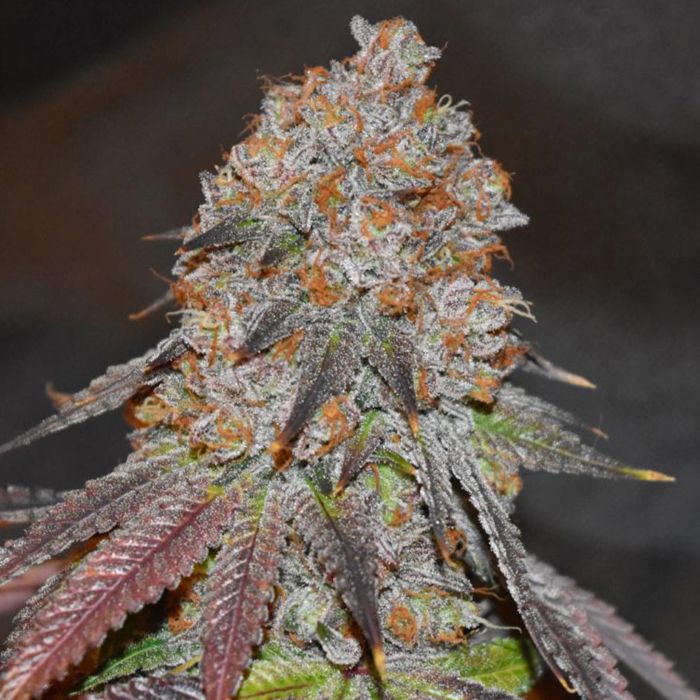 lemon-mochi-regular-cannabis-seeds