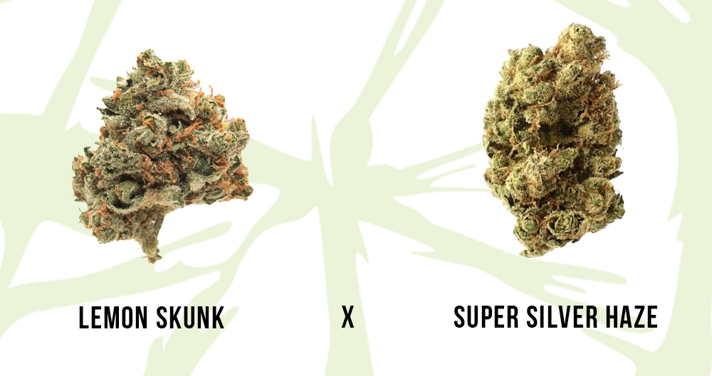 1super_lemon_haze_-_lemonskunk-supersilverhaze