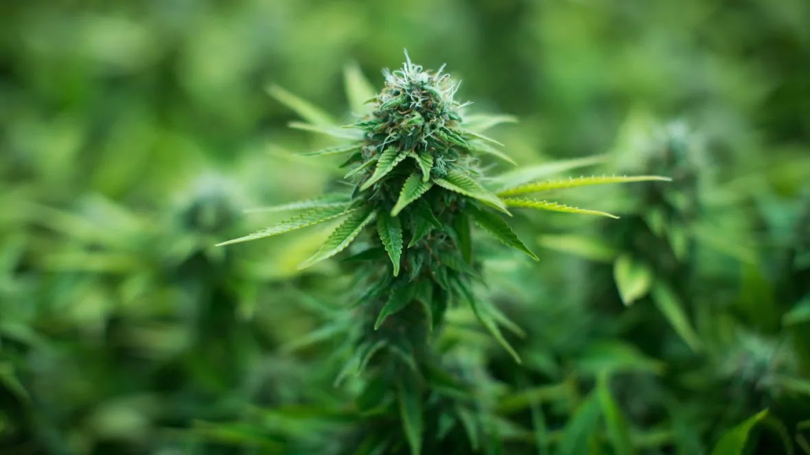 A close-up of a healthy cannabis plant in the flowering stage, showcasing vibrant green leaves and resin-rich buds.