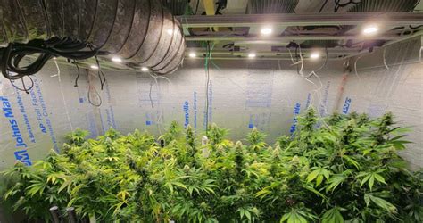 A professional indoor grow room with large cannabis plants, LED lighting, and an advanced ventilation system.