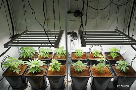 A compact indoor grow room with young cannabis plants under LED lights.